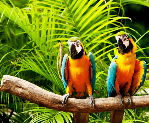 Couple de perroquets sur une branche.
