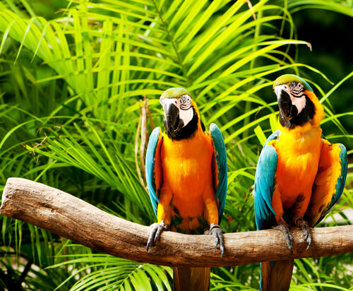loros