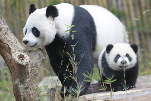 Pandas
