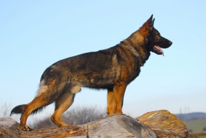 Las 25 razas de perros que mejor protegen tu hogar, ¡te lo contamos aquí!