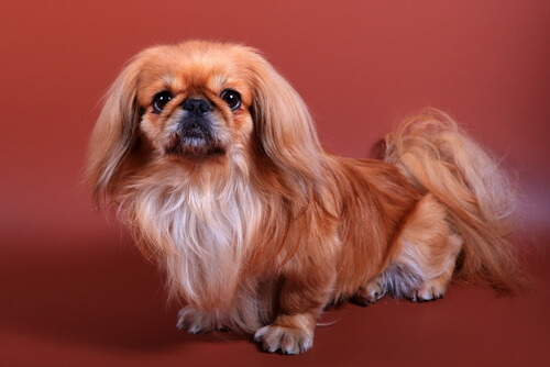 El Pekinés es una raza de perro que originariamente era considerada como una raza sagrada.