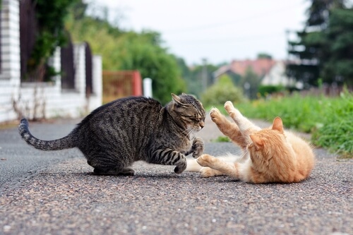pelea gatos