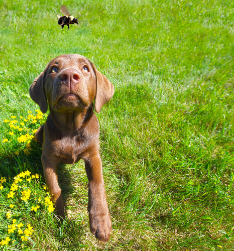 La picadura de abeja o avispa en el perro: cómo actuar