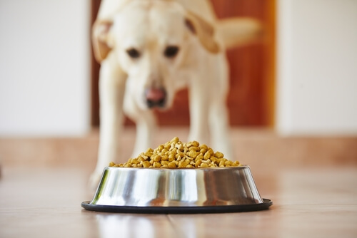 La comida para perros y sus preguntas frecuentes