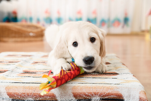 Cómo adiestrar a tu perro para que muerda sus juguetes y no los objetos de casa