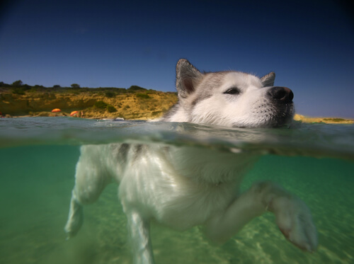 8 razones por las que tu perro debe nadar