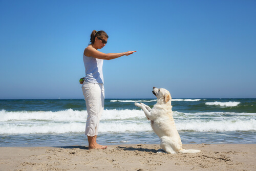 Juntar Menos que cordura Cómo tener un perro obediente - Mis Animales