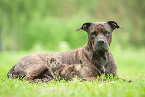 perro y gato