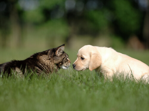 perro y gato