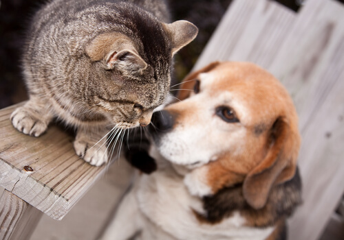 perro y gato