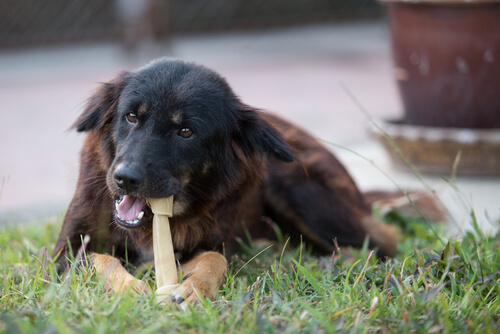 perro y hueso