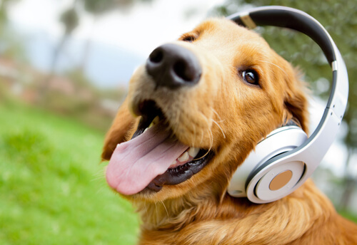 Perro y música