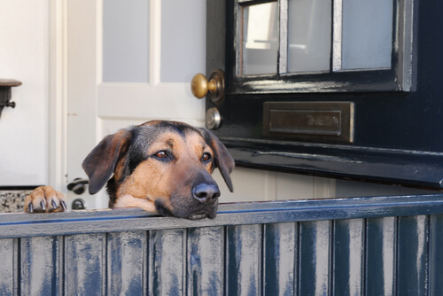 Consejos para evitar que tu perro arañe las puertas