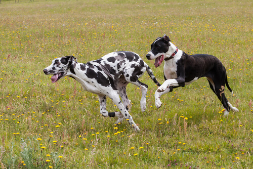 Dogues alemães correndo num campo florido