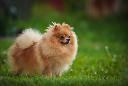 El Pomerania, un perro inteligente y afectuoso