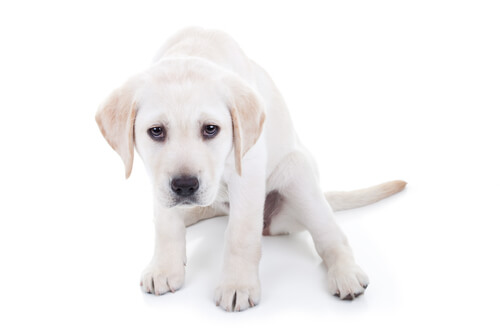 Qué hacer si un perro tiembla