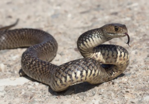 Las serpientes en la cultura popular