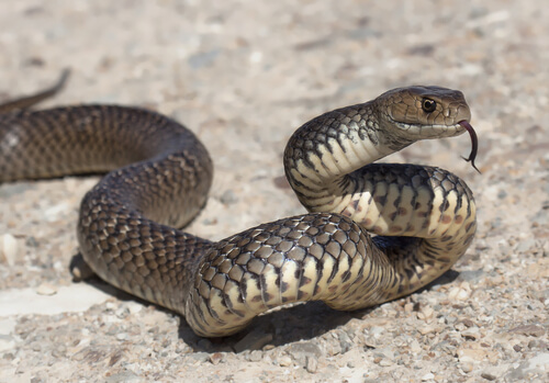 Serpiente en el suelo