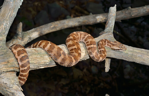 Serpiente en una rama