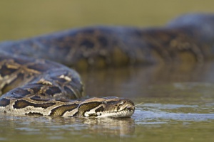 4 curiosidades llamativas sobre las serpientes