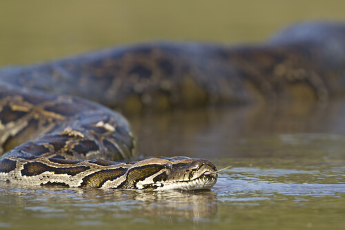 4 curiosidades llamativas sobre las serpientes