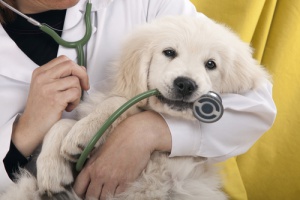 Los perros y el veterinario