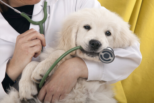 veterinario perro