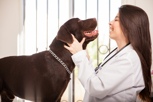 veterinario y perro