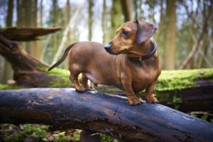 Las 5 razas de los perros más dramáticos