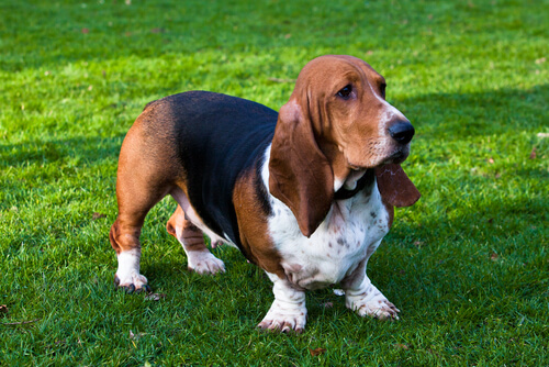 A Basset Hound on some grass.