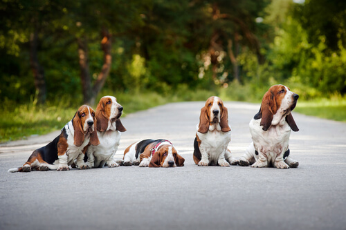 5 Basset Hounds.