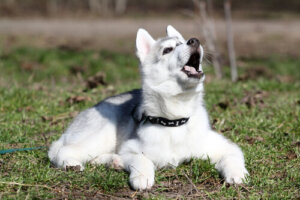 Si tu perro actúa así, acude inmediatamente al veterinario