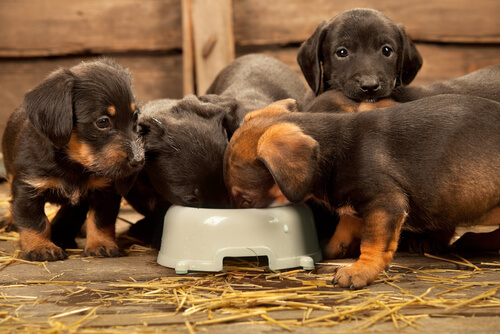 cachorros comiendo