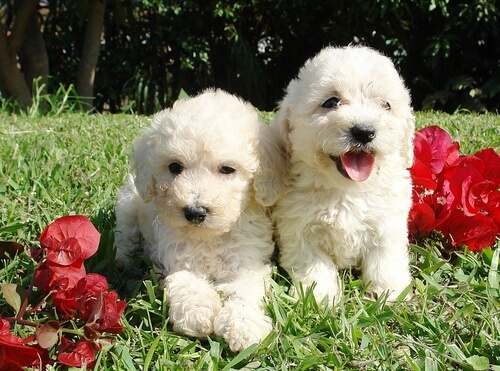 Perros peludos