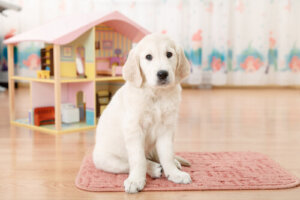 Casita para tu perrito hecha con balde