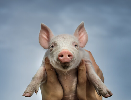 Cerdo