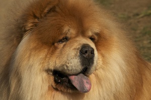 Razas caninas famosas por roncar