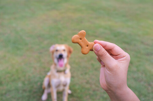 biscoito cachorro