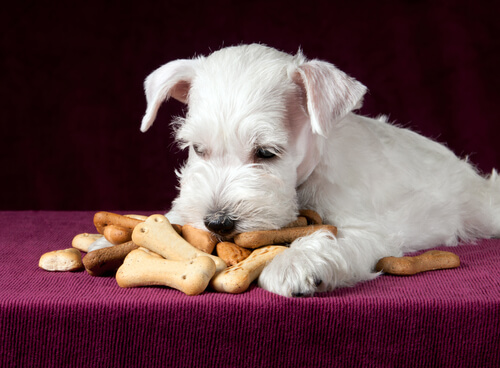 galletas perro