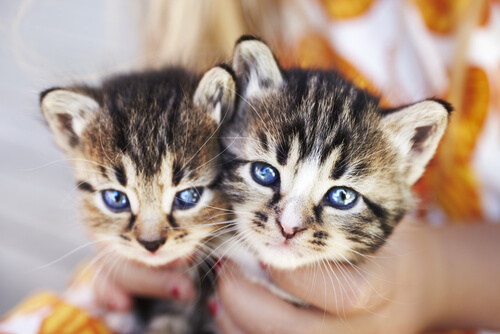 Gatitos con ojos azules