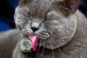 ¿Qué significa cuando un gato se lame la cara?