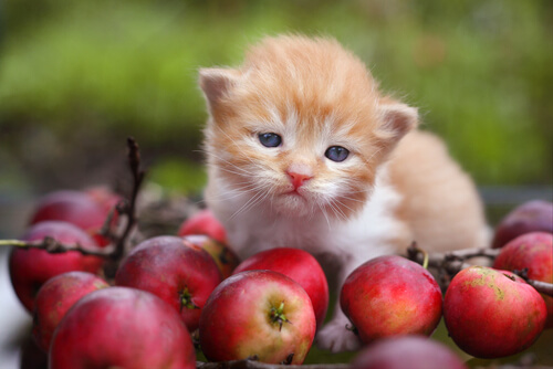 Qué son los antioxidantes y qué papel desempeñan en la nutrición de mascotas