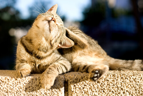 ¿Qué es la alergia por alimento en gatos?