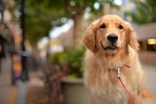 Un perro se lanza contra autobús para proteger a su dueña