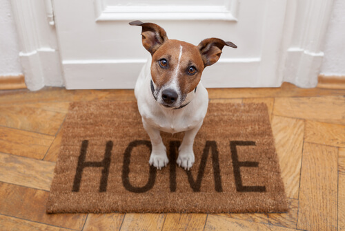 El Jack Russell Terrier es un perro muy activo.