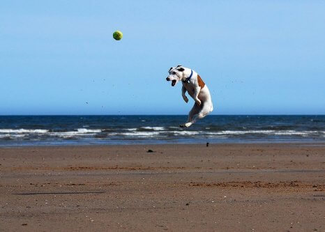 El Jack Russell Terrier es uno de los perros más inteligentes.