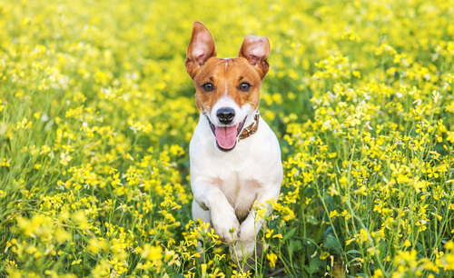 Jack russell terrier en un campo de flores