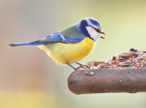 pajaro comiendo