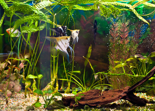 Peces nadando en una pecera