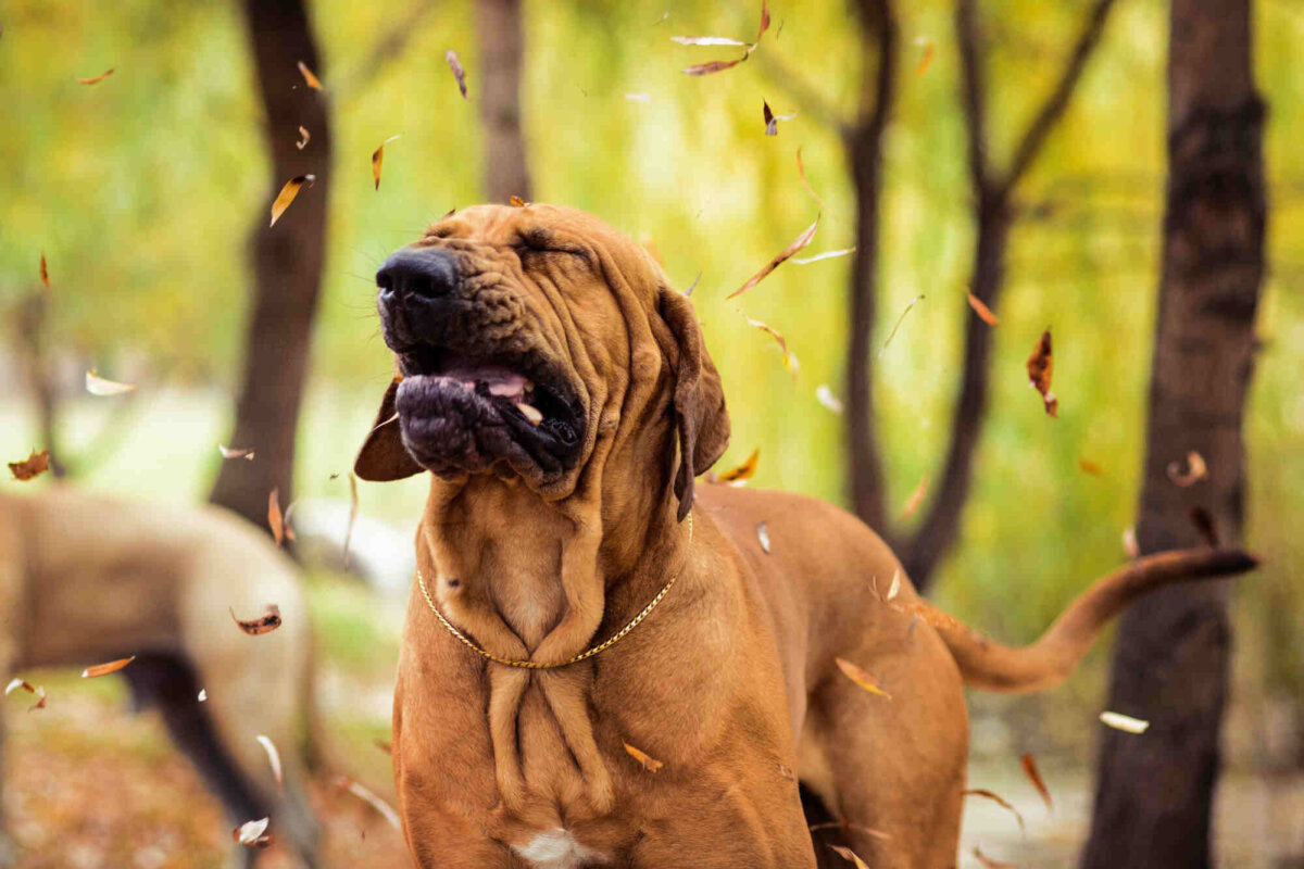 Perro con gesto de toser o estornudar